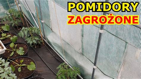 Pomidory Zagro One Zaraza Ziemniaczana Zimno B B Choruje Youtube