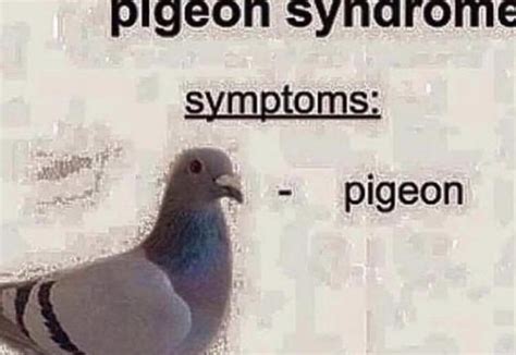 Guys I Think I Have Pigeon Syndrome 😳 Rmemes