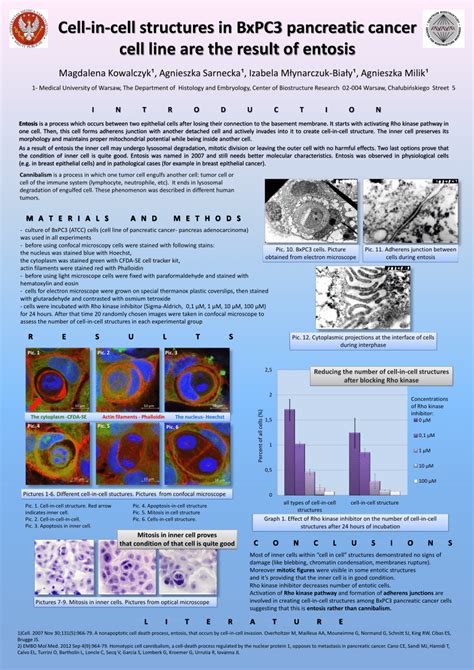 PDF Cell In Cell Structures In BxPC3 Pancreatic Cancer Cell Line Are