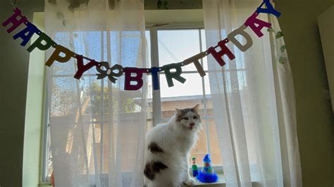 I Threw My Cat A Birthday Party 🥳 Youtube