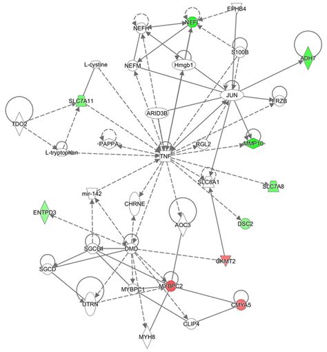 Ingenuity Pathway Analysis Cellular Assembly And Organization Nervous