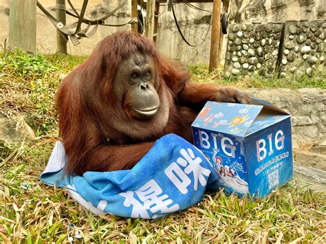 魏導「big」121起熱映 壽山動物園紅毛猩猩首躍大銀幕