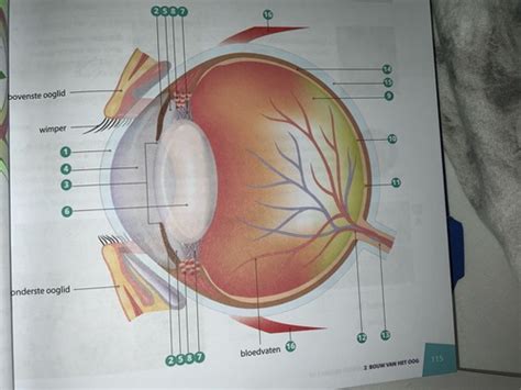 Bouw Van Het Oog Flashcards Quizlet