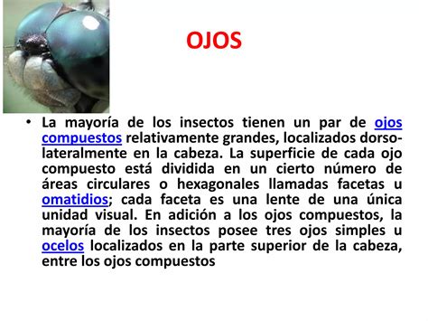 Anatomia Externa De Los Insectos Ppt Descarga Gratuita