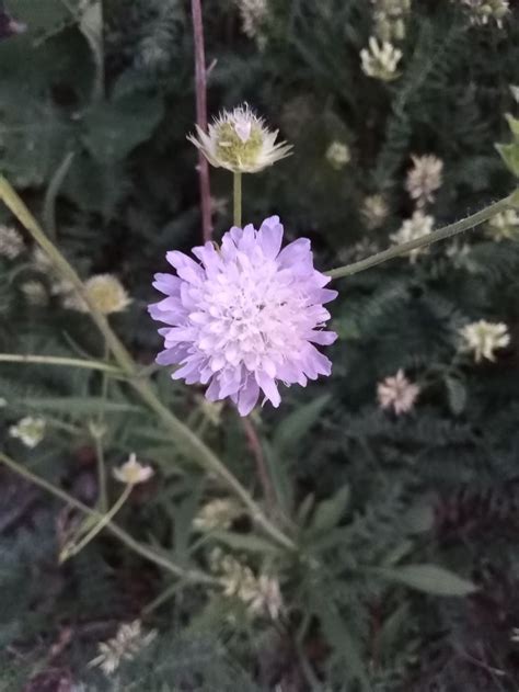 Короставник полевой 🌿