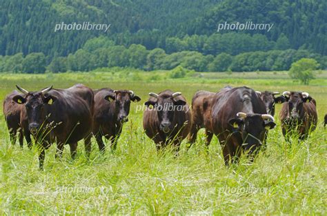 納沙布岬に向かう途中の牧場の牛たち 写真素材 4673089 フォトライブラリー Photolibrary