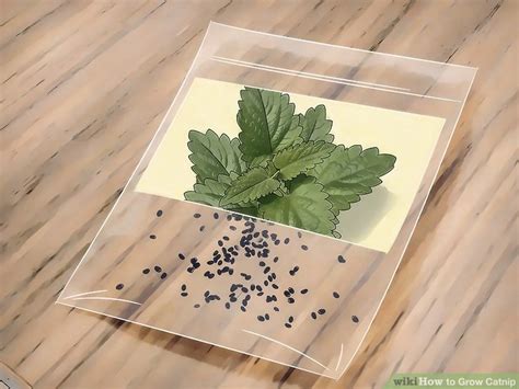 How To Grow Catnip 11 Steps With Pictures Wikihow