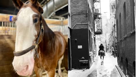 Toronto Police Horse Dies Of Complications During Surgery Ctv News