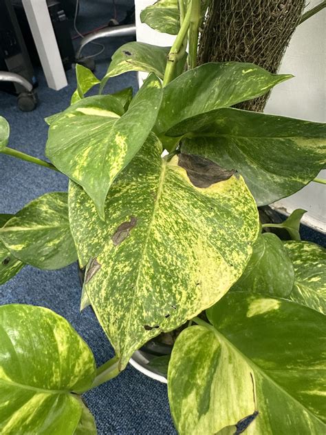 diagnosis - Brown patches on pothos plant - Gardening & Landscaping