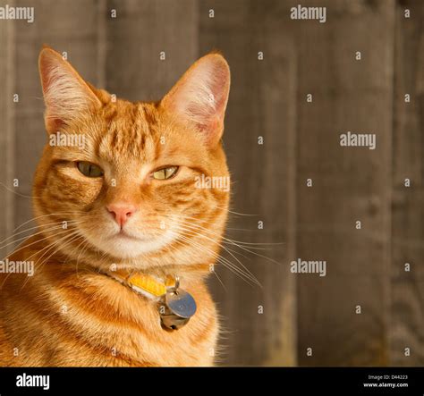 ginger cat head face Stock Photo - Alamy