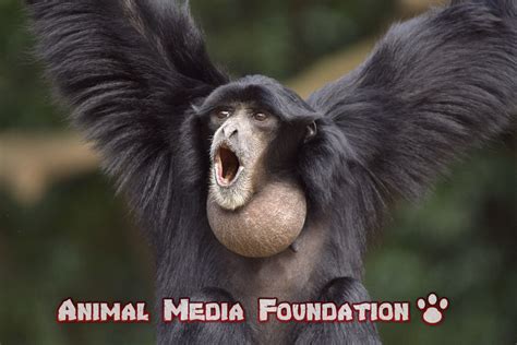 Interesting Facts About Siamang! - Animal Media Foundation