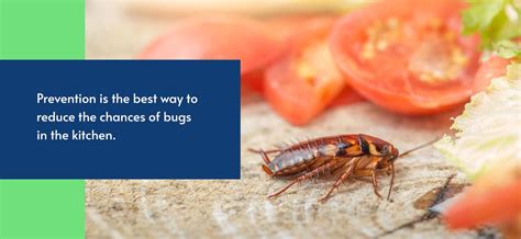 The Most Common Kitchen Restaurant Pests Pestech