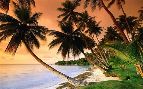 Hd Wallpaper Two Green Palm Trees Two Coconut Tree Under Blue Sky