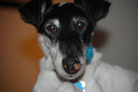 My dog has a Mast Cell Tumor on her nose. : pics