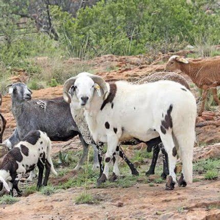 Phylogenetic tree for ruminant evolution (Chen et al., 2019) | Download ...