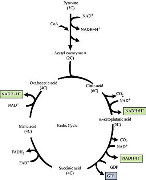 Eeeeeeeeeee Get 30 Schematic Diagram Of Glycolysis Class 11