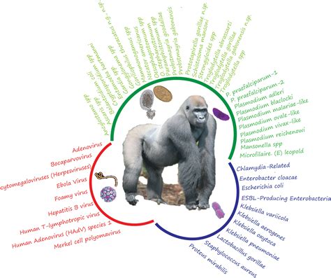 Gorilla Vs Human