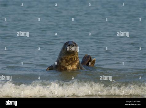 Gray Seal Halichoerus Grypus Looking Curiously Out Of The Water