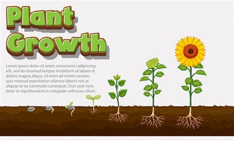 Free Vector | Diagram showing how plants grow from seed to sunflower