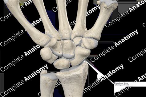 Scaphoid Bone | Complete Anatomy