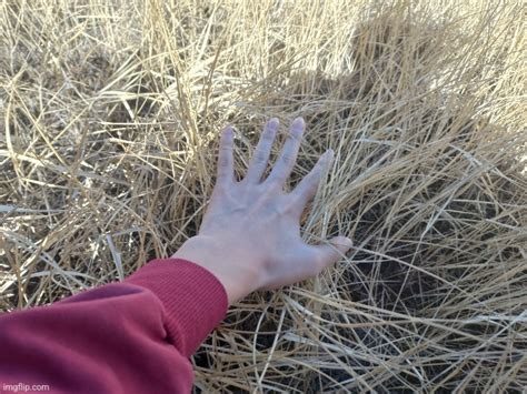 Me Touching Dry Grass In Early Spring Imgflip