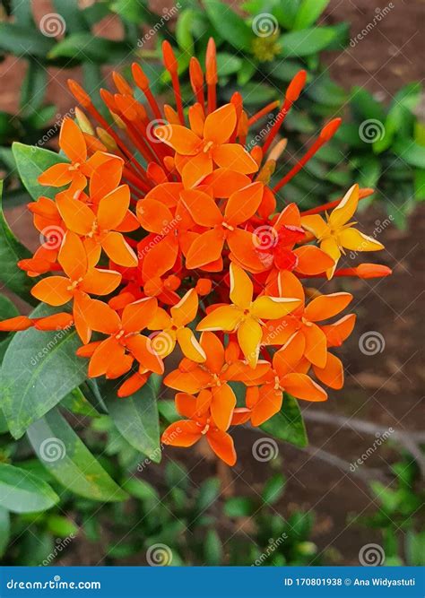 Small Orange Flowers in the Garden Stock Photo - Image of garden ...