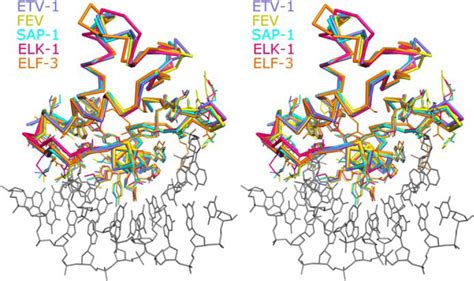 Structures Of The Ets Protein Dna Binding Domains Of Transcription