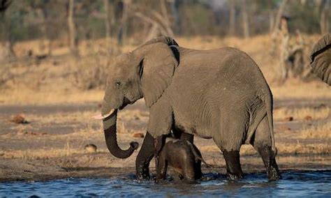 Chobe Wildlife Guide