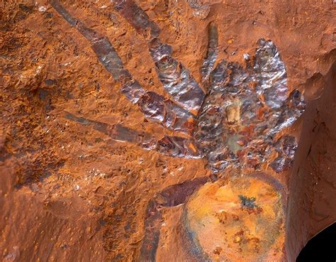 Large Fossil Spider From Millions Of Years Ago Found In Australia