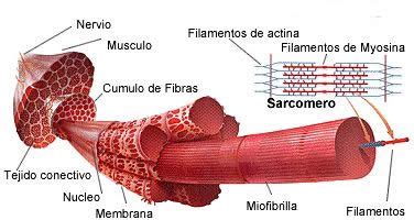 Tejido muscular Educación para la vida