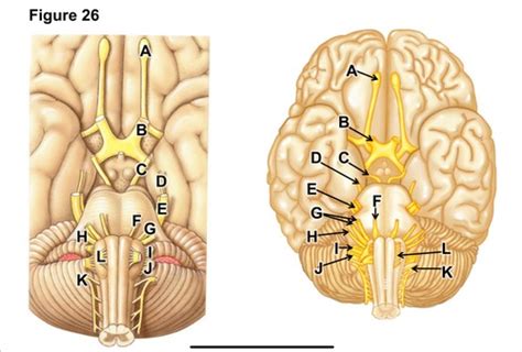 Cranial Nerve And Function Flashcards Quizlet