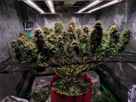 Mars Hydro lamps manufacturer. Cannabis lighting brand information ...