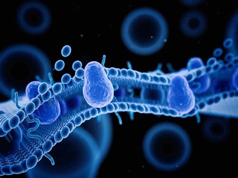 19 Cell Membrane Facts: The Wonders of Cellular Boundaries- Facts.net