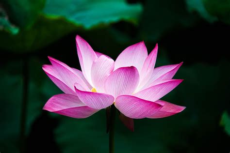 National flower of Vietnam - Lotus | Symbol Hunt