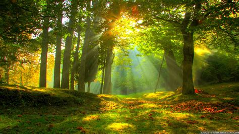 beautiful forest wallpaper  images