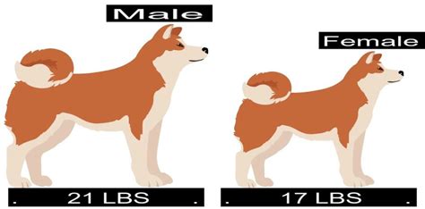 Shiba Inu Growth Chart. Shiba Inu Weight Calculator.