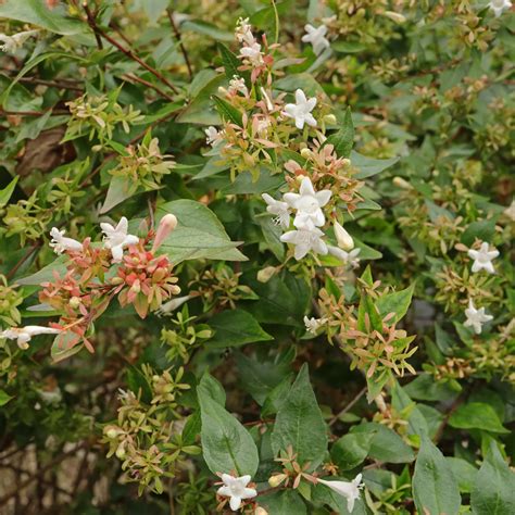 Glossy Abelia Abelia ×grandiflora