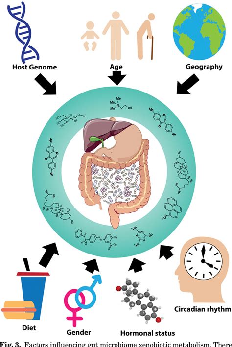 Figure 4 From Gut Reactions Breaking Down Xenobioticmicrobiome