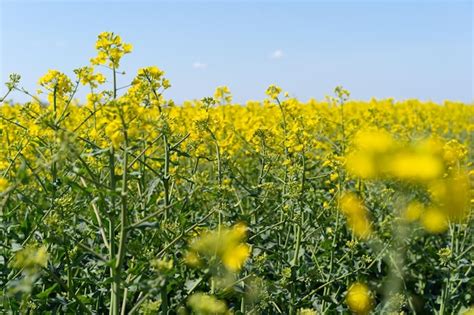 Premium Photo | Field of colza rapeseed yellow flowers and blue sky oilseed canola colza nature ...