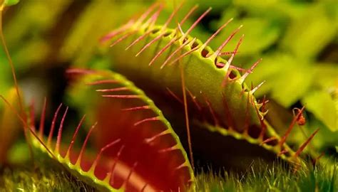 Cuidado De Las Plantas Carn Voras Consejos Esenciales Para Su Cultivo