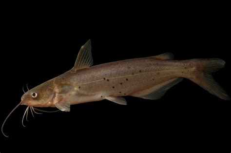 Channel Catfish Ictalurus Punctatus Joel Sartore