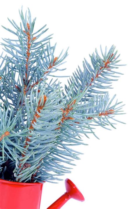 Bunch Of Blue Spruce Branch Stock Image Image Of Ornament Bunch