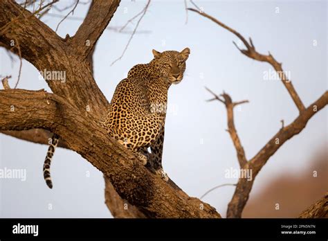 African Leopard Panthera Pardus Pardus Adult Sitting In Tree