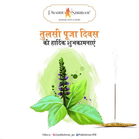 Partaking In Tulsi Puja Is Believed To Invoke Divine Blessings