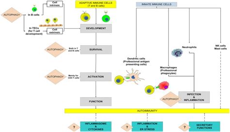 Potential Roles Of Autophagy In The Adaptive And Innate Immune Systems