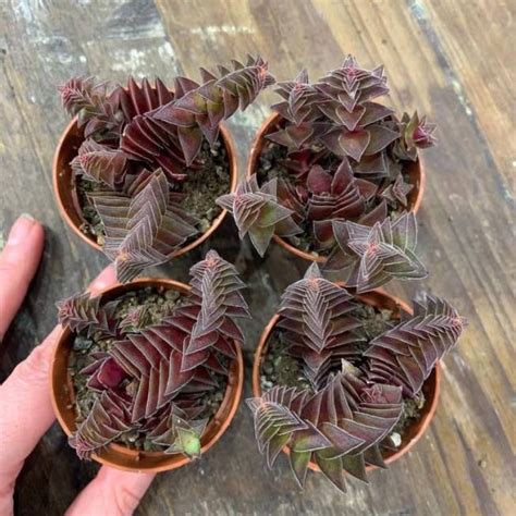 Растение ⌀ 5 Crassula CAPITELLA 'CORYMBULOSA' (Крассула, Толстянка ...
