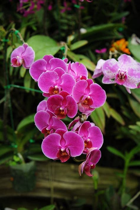 Bouquet of Pink Flowers Orchids Stock Photo - Image of botanical ...