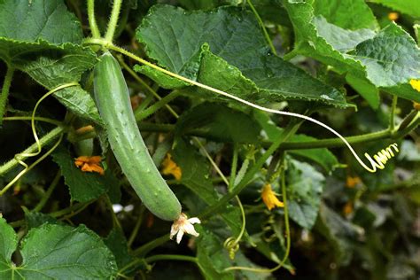 The 6 Stages Of Cucumber Plant Growth