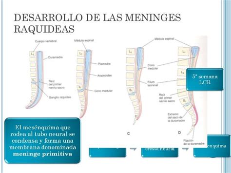 Embriologia De Sistema Nervioso