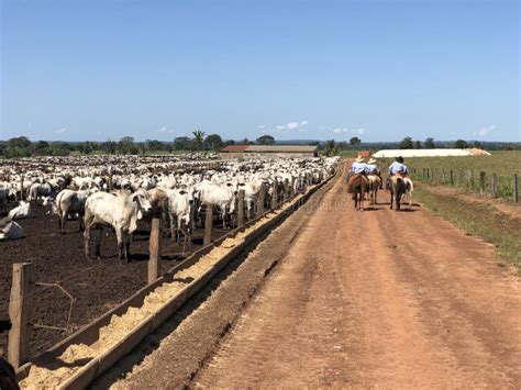 Feedlot Intensive Production System Beef Cattle Stock Image - Image of ...